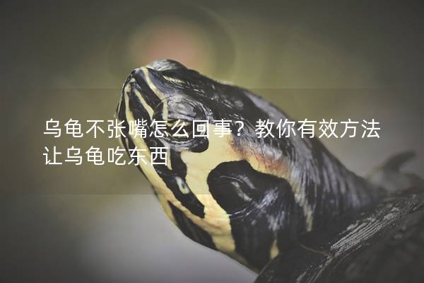 乌龟不张嘴怎么回事？教你有效方法让乌龟吃东西