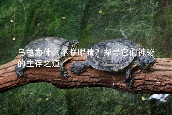 乌龟为什么不睁眼睛？探寻它们神秘的生存之道