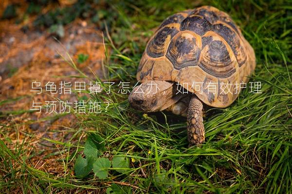 乌龟指甲掉了怎么办，如何有效护理与预防措施？