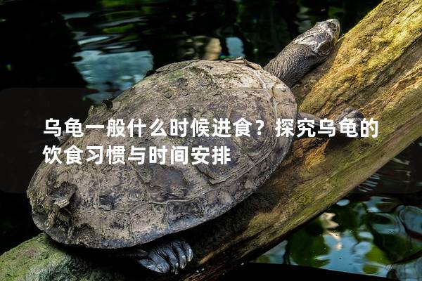 乌龟一般什么时候进食？探究乌龟的饮食习惯与时间安排