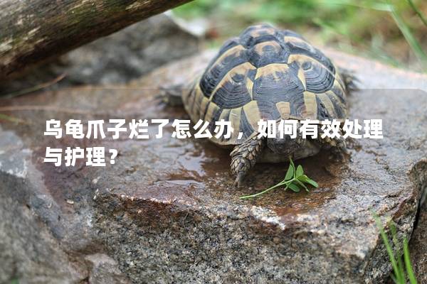 乌龟爪子烂了怎么办，如何有效处理与护理？