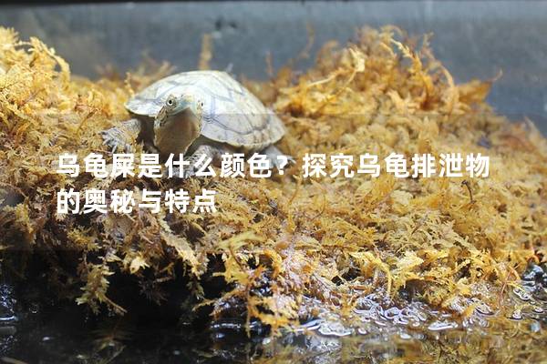 乌龟屎是什么颜色？探究乌龟排泄物的奥秘与特点