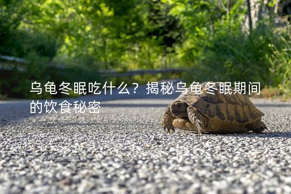 乌龟冬眠吃什么？揭秘乌龟冬眠期间的饮食秘密