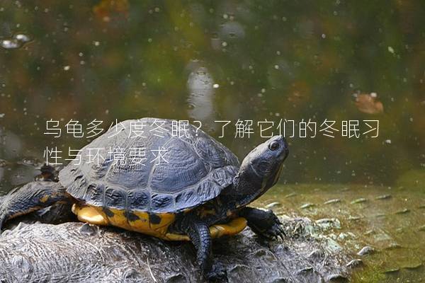 乌龟多少度冬眠？了解它们的冬眠习性与环境要求
