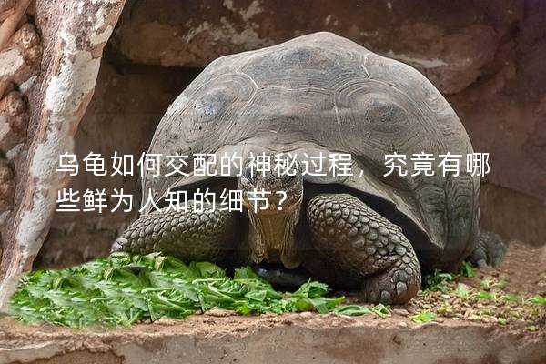 乌龟如何交配的神秘过程，究竟有哪些鲜为人知的细节？