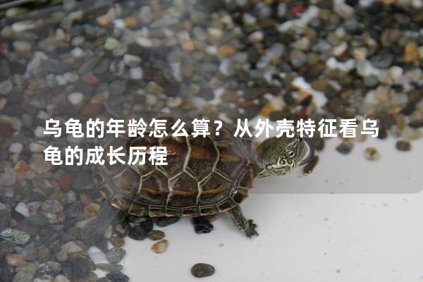 乌龟的年龄怎么算？从外壳特征看乌龟的成长历程