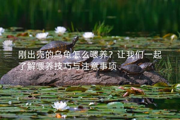 刚出壳的乌龟怎么喂养？让我们一起了解喂养技巧与注意事项