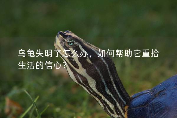乌龟失明了怎么办，如何帮助它重拾生活的信心？