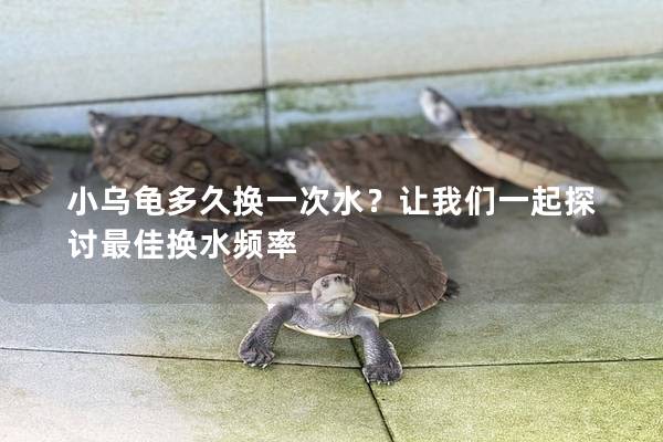 小乌龟多久换一次水？让我们一起探讨最佳换水频率