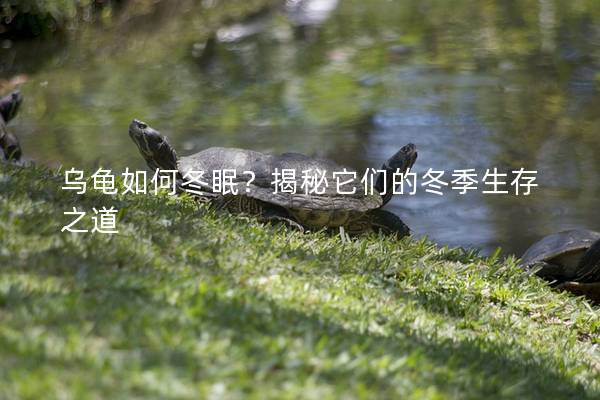 乌龟如何冬眠？揭秘它们的冬季生存之道