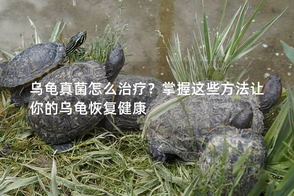 乌龟真菌怎么治疗？掌握这些方法让你的乌龟恢复健康
