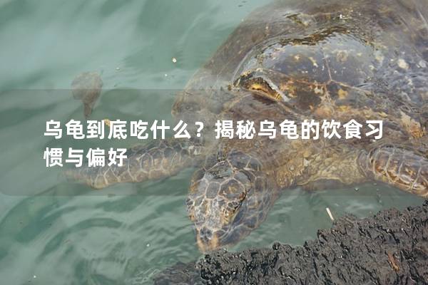 乌龟到底吃什么？揭秘乌龟的饮食习惯与偏好