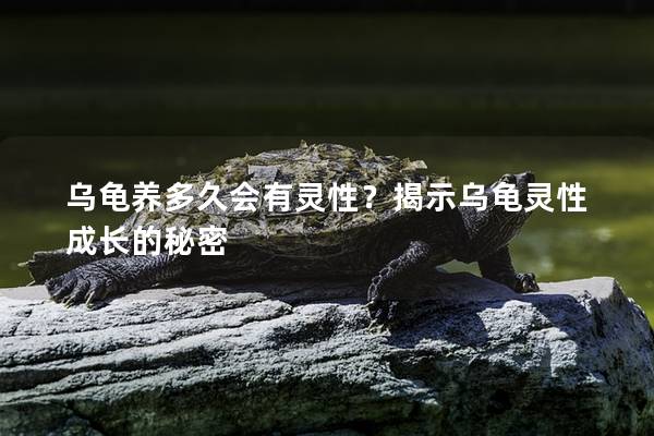 乌龟养多久会有灵性？揭示乌龟灵性成长的秘密