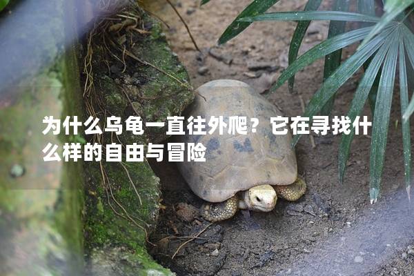 为什么乌龟一直往外爬？它在寻找什么样的自由与冒险