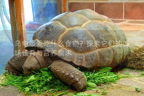 乌龟最爱吃什么食物？探索它们的美味佳肴与营养需求