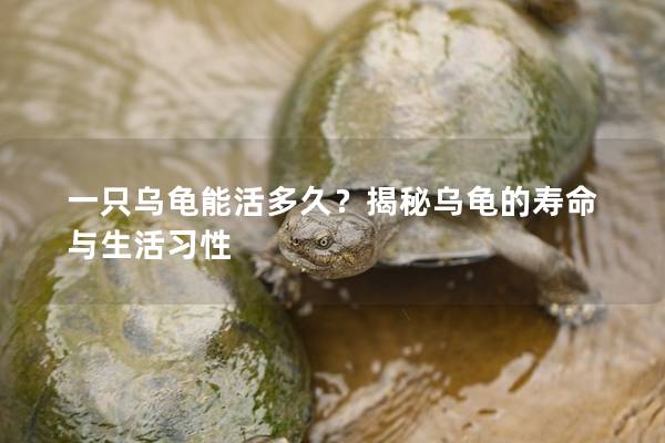 一只乌龟能活多久？揭秘乌龟的寿命与生活习性