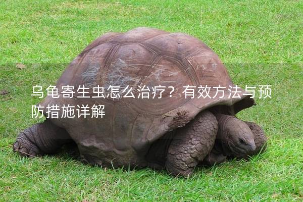 乌龟寄生虫怎么治疗？有效方法与预防措施详解