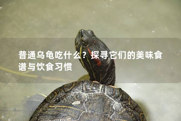 普通乌龟吃什么？探寻它们的美味食谱与饮食习惯