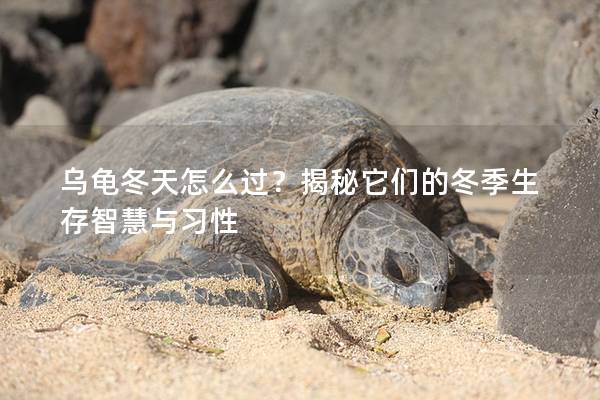 乌龟冬天怎么过？揭秘它们的冬季生存智慧与习性