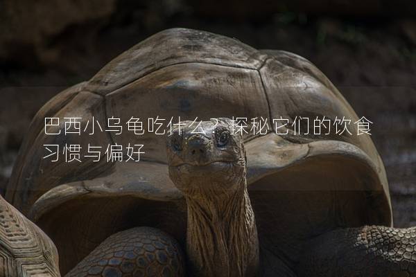 巴西小乌龟吃什么？探秘它们的饮食习惯与偏好