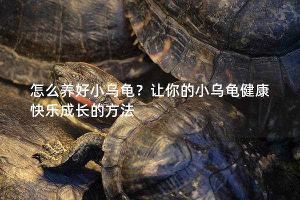 怎么养好小乌龟？让你的小乌龟健康快乐成长的方法