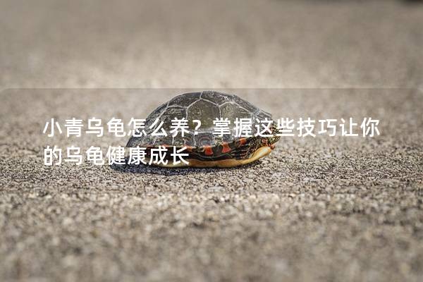 小青乌龟怎么养？掌握这些技巧让你的乌龟健康成长