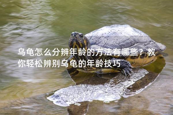 乌龟怎么分辨年龄的方法有哪些？教你轻松辨别乌龟的年龄技巧