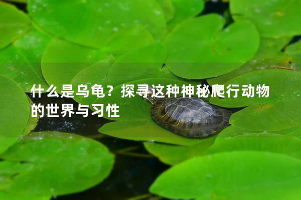 什么是乌龟？探寻这种神秘爬行动物的世界与习性