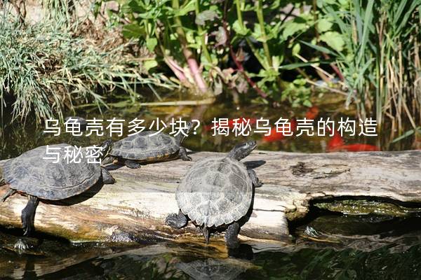 乌龟壳有多少块？揭秘乌龟壳的构造与秘密
