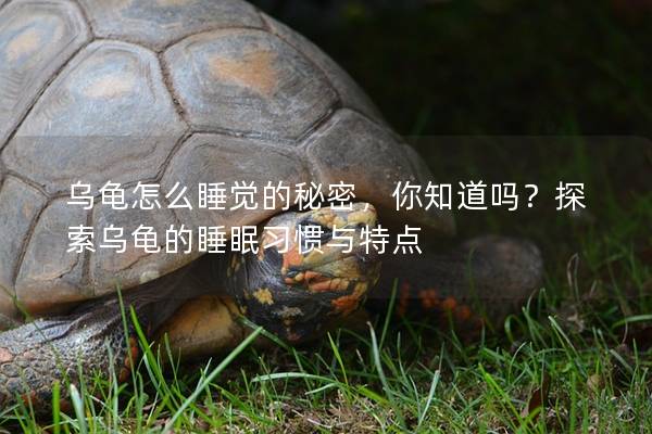 乌龟怎么睡觉的秘密，你知道吗？探索乌龟的睡眠习惯与特点
