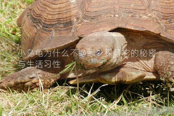 小乌龟为什么不睁眼？探寻它的秘密与生活习性