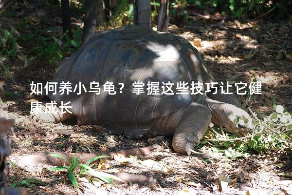 如何养小乌龟？掌握这些技巧让它健康成长