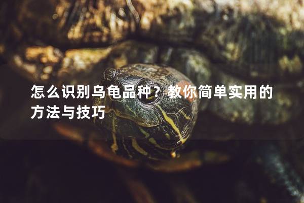 怎么识别乌龟品种？教你简单实用的方法与技巧