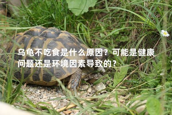 乌龟不吃食是什么原因？可能是健康问题还是环境因素导致的？
