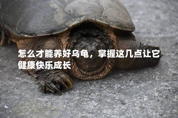 怎么才能养好乌龟，掌握这几点让它健康快乐成长