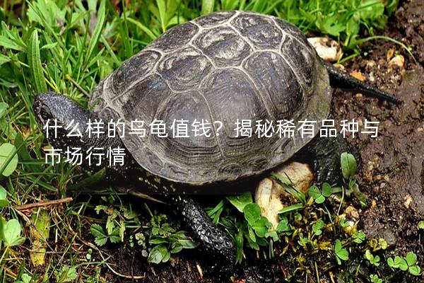 什么样的乌龟值钱？揭秘稀有品种与市场行情