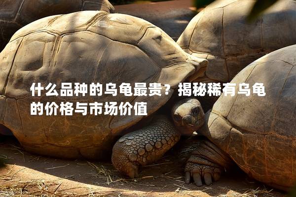 什么品种的乌龟最贵？揭秘稀有乌龟的价格与市场价值