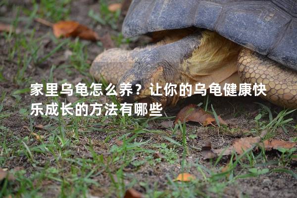 家里乌龟怎么养？让你的乌龟健康快乐成长的方法有哪些