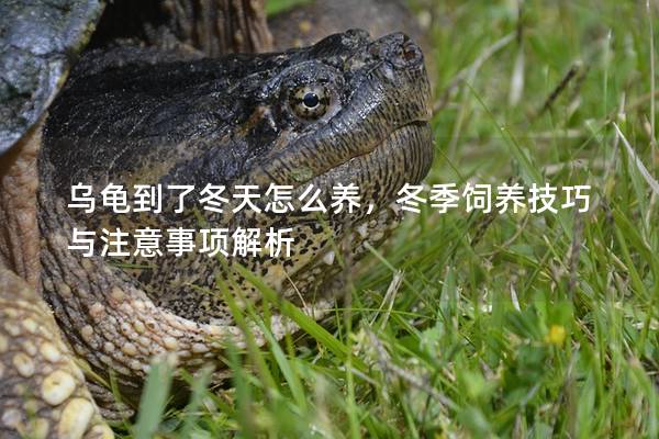 乌龟到了冬天怎么养，冬季饲养技巧与注意事项解析