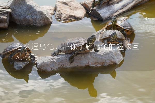 怎么逗乌龟，带你了解乌龟的趣味互动技巧