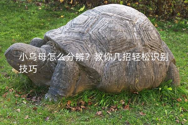 小乌母怎么分辨？教你几招轻松识别技巧