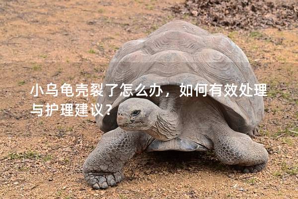 小乌龟壳裂了怎么办，如何有效处理与护理建议？