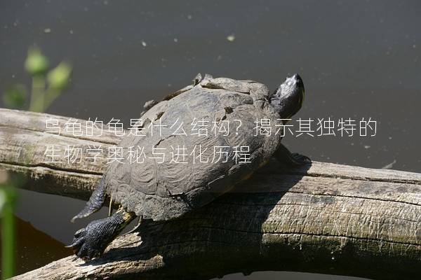 乌龟的龟是什么结构？揭示其独特的生物学奥秘与进化历程
