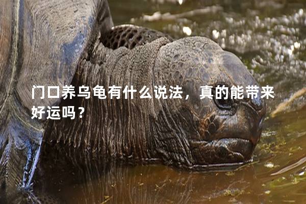 门口养乌龟有什么说法，真的能带来好运吗？