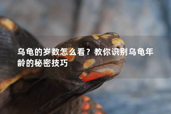 乌龟的岁数怎么看？教你识别乌龟年龄的秘密技巧