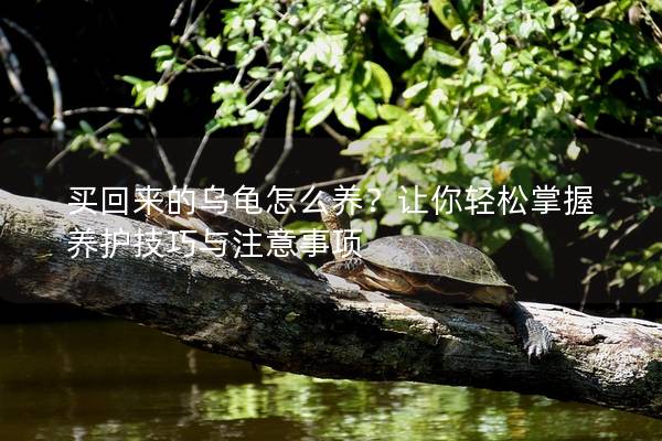 买回来的乌龟怎么养？让你轻松掌握养护技巧与注意事项