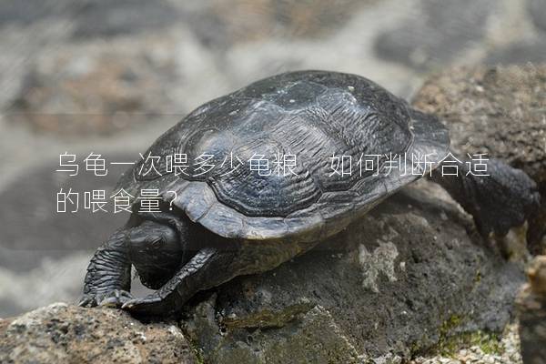 乌龟一次喂多少龟粮，如何判断合适的喂食量？