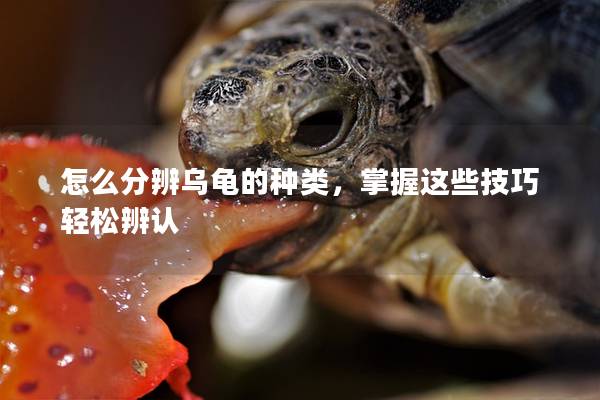 怎么分辨乌龟的种类，掌握这些技巧轻松辨认