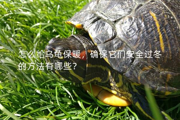 怎么给乌龟保暖，确保它们安全过冬的方法有哪些？