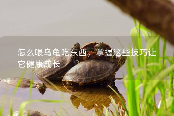 怎么喂乌龟吃东西，掌握这些技巧让它健康成长